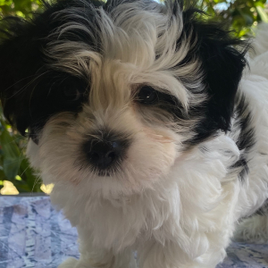 Coton de Tulear Puppy Buddy