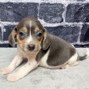 Beagle Puppy Roxy