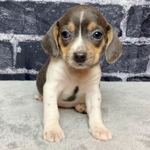 Beagle Puppy Roxy