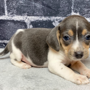 Beagle Puppy Roxy