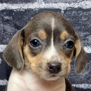 Beagle Puppy Roxy