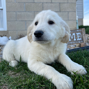 Golden Retriever Puppy Lisa