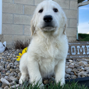 Golden Retriever Puppy Lisa