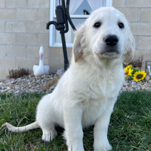 Golden Retriever Puppy Lisa
