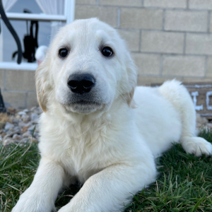 Golden Retriever Puppy Lisa