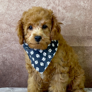 Cavapoo Puppy Yosef