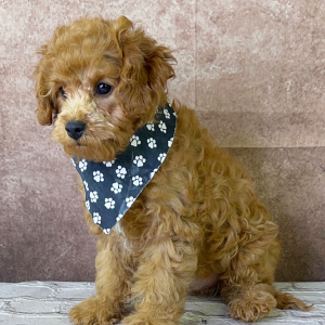 Cavapoo Puppy Yosef