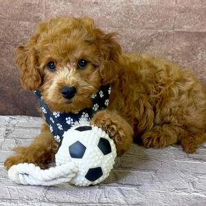 Cavapoo Puppy Yosef