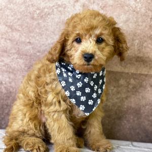 Cavapoo Puppy Yosef