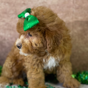 Cavapoo Puppy Yulia