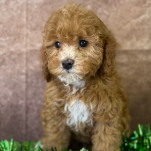 Cavapoo Puppy Yulia
