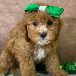 Cavapoo Puppy Yulia