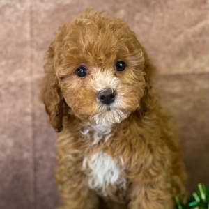 Cavapoo Puppy Yulia