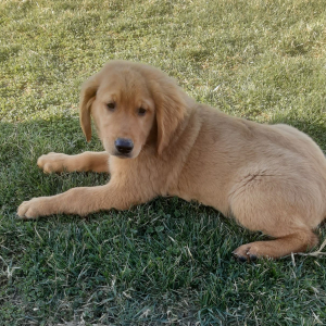 Golden Retriever Puppy Blair