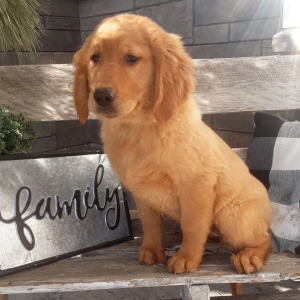 Golden Retriever Puppy Blair