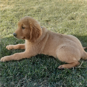 Golden Retriever Puppy Blair