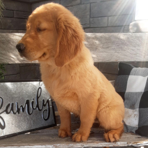 Golden Retriever Puppy Blair