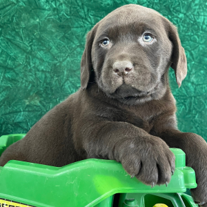 Labrador Retriever Puppy Sam