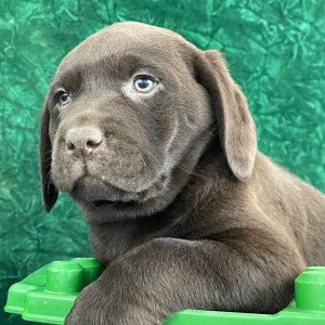 Labrador Retriever Puppy Sam