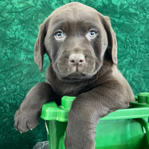 Labrador Retriever Puppy Sam