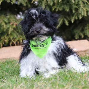 Havanese Puppy Ethan
