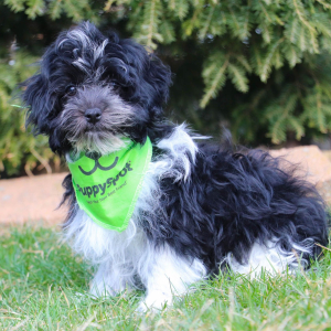 Havanese Puppy Ethan