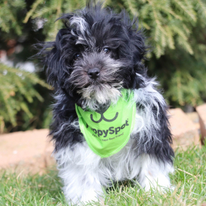 Havanese Puppy Ethan
