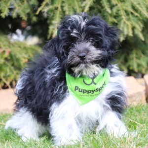 Havanese Puppy Ethan
