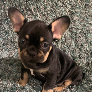 French Bulldog Puppy Teheva