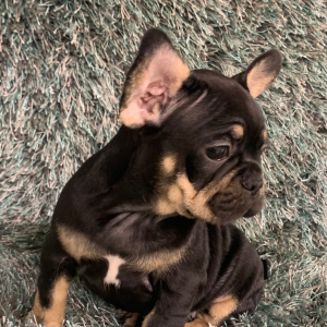 French Bulldog Puppy Teheva