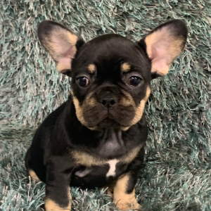 French Bulldog Puppy Teheva