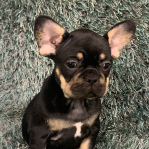 French Bulldog Puppy Teheva