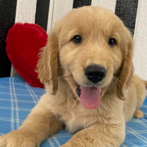 Golden Retriever Puppy George