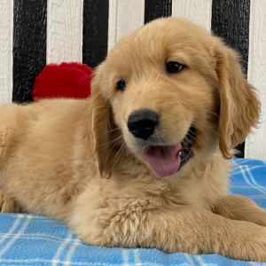 Golden Retriever Puppy George