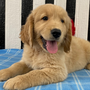 Golden Retriever Puppy George