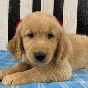 Golden Retriever Puppy George