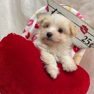 Pomapoo Puppy Jovia