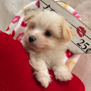 Pomapoo Puppy Jovia