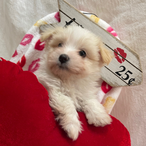 Pomapoo Puppy Jovia