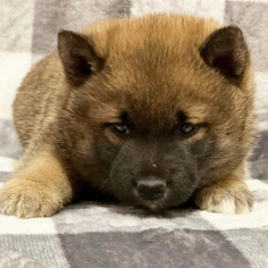 Shiba Inu Puppy Devin