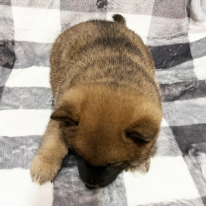 Shiba Inu Puppy Devin