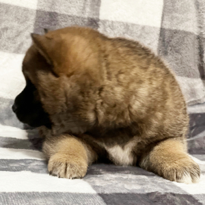 Shiba Inu Puppy Devin
