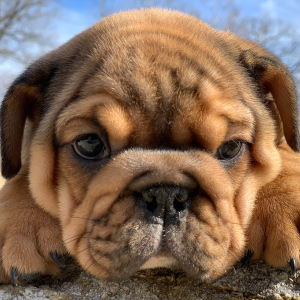 Bulldog Puppy Charlie