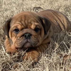 Bulldog Puppy Charlie