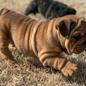 Bulldog Puppy Charlie