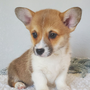Pembroke Welsh Corgi Puppy Roxy