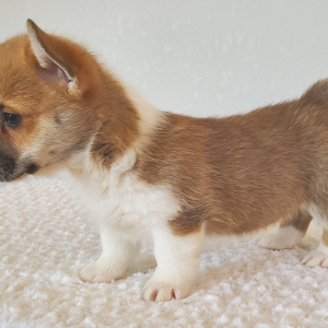 Pembroke Welsh Corgi Puppy Roxy