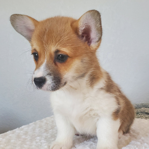 Pembroke Welsh Corgi Puppy Roxy