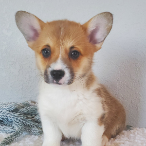 Pembroke Welsh Corgi Puppy Roxy