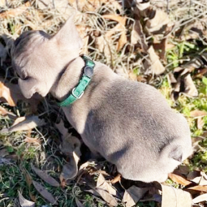 French Bulldog Puppy Lincolnn